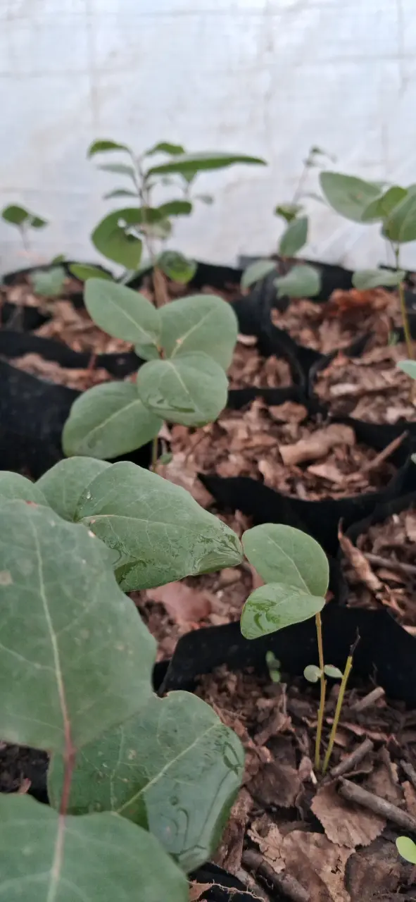 Plántulas de Peumos ( Criptocaria alba), en bolsas - 1