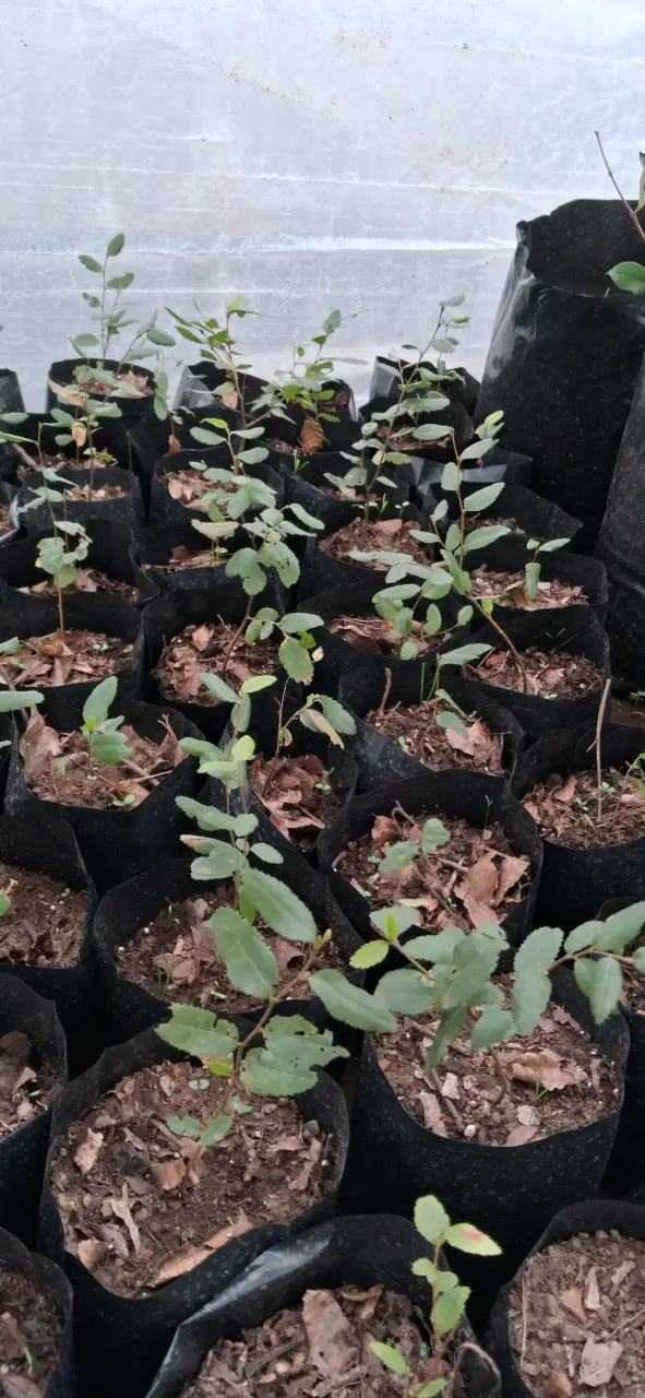 Plántulas de Peumos ( Criptocaria alba), en bolsas - 2
