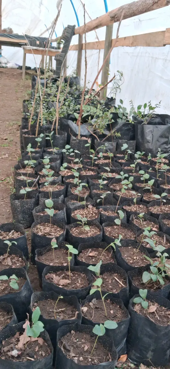 Plántulas de Peumos ( Criptocaria alba), en bolsas - 3