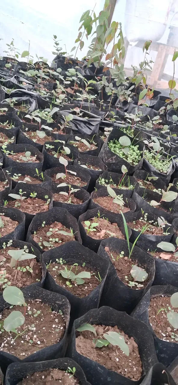 Plántulas de Peumos ( Criptocaria alba), en bolsas - 4