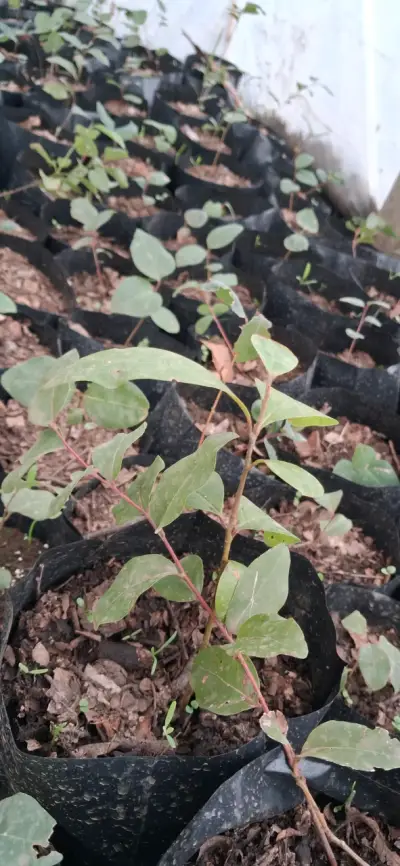 Plántulas de Peumos ( Criptocaria alba), en bolsas - miniatura 5