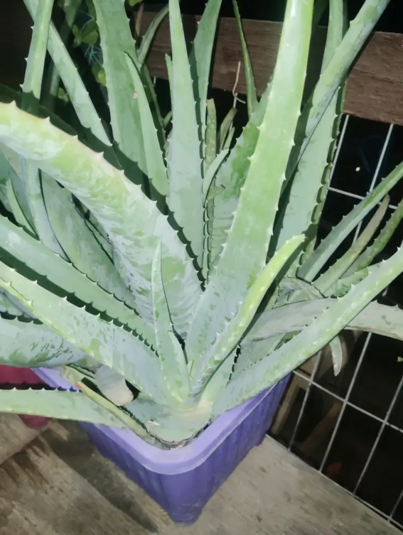 Planta de Aloe Vera en Maceta