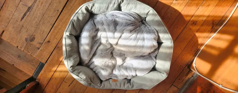 Cama para mascota acolchada y cómoda - 1
