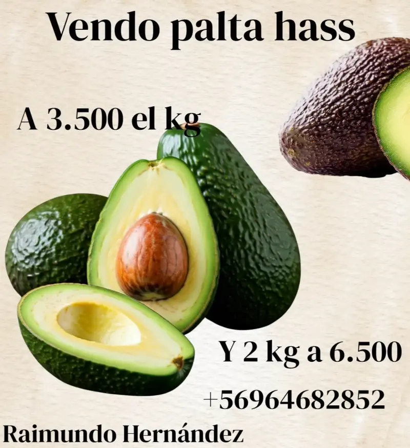 Venta de palta Hass fresca por kilo