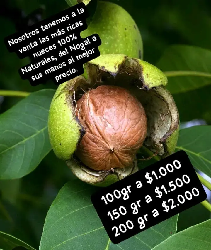 Nueces Naturales 100% del Nogal - 1