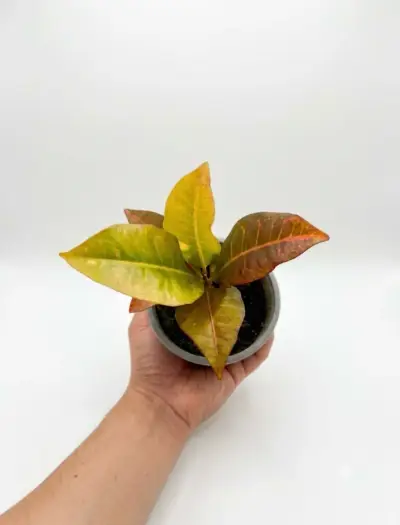 Planta Croton en maceta pequeña - miniatura 1