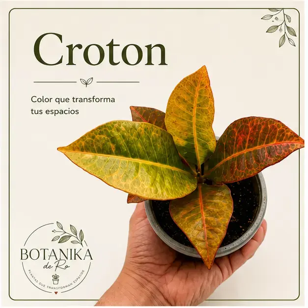 Planta Croton en maceta pequeña - 2
