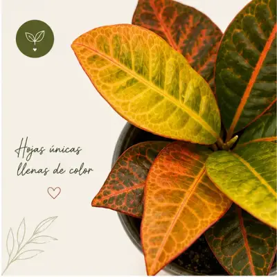 Planta Croton en maceta pequeña - miniatura 3