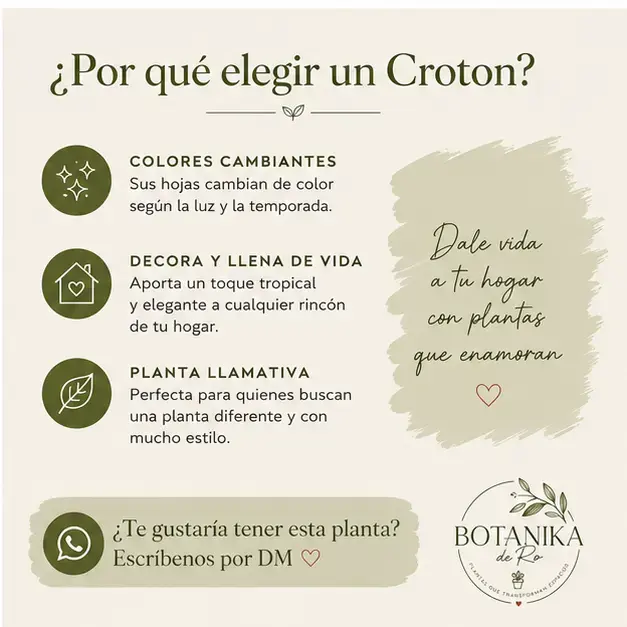 Planta Croton en maceta pequeña - 5