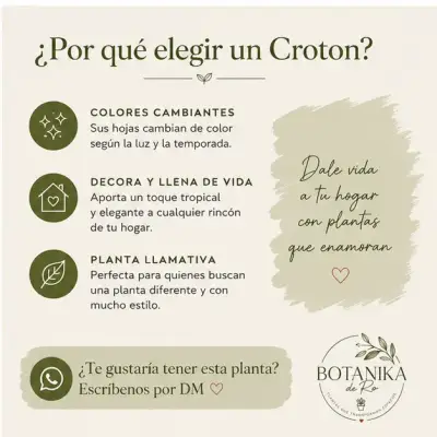 Planta Croton en maceta pequeña - miniatura 5