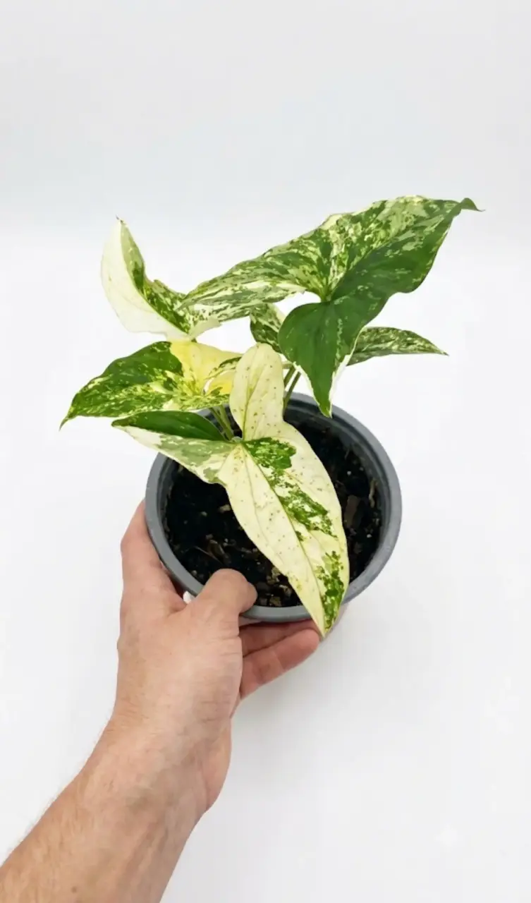 Planta Syngonium Variegada - 1