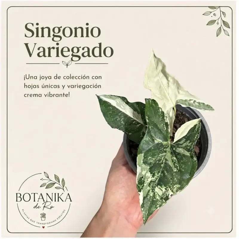Planta Syngonium Variegada - 2