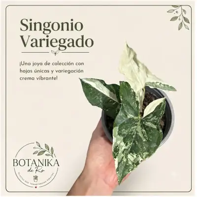 Planta Syngonium  Variegada - miniatura 2