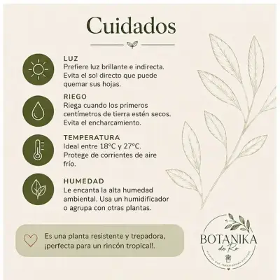 Planta Syngonium  Variegada - miniatura 3