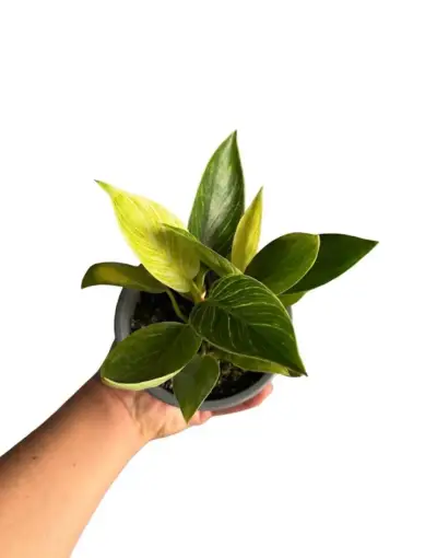 Planta de interior Philodendron Birkin en maceta - miniatura 1