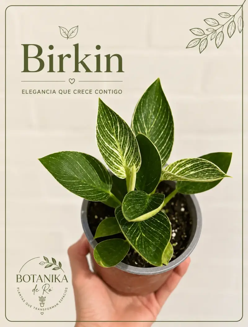 Planta de interior Philodendron Birkin en maceta - 2