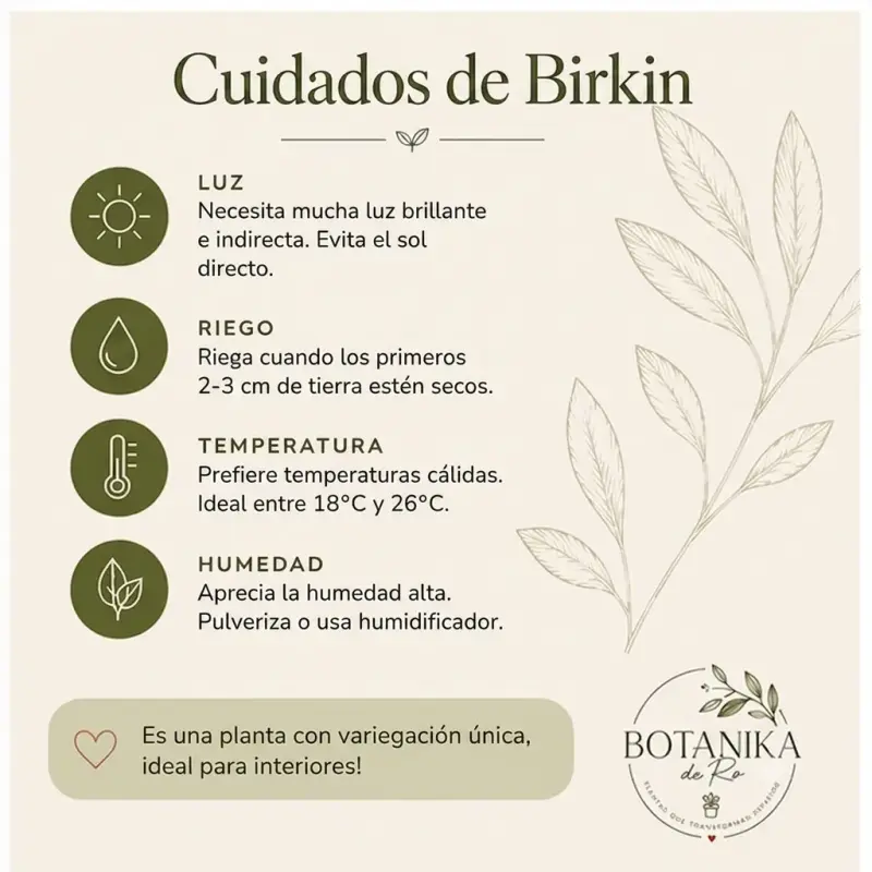 Planta de interior Philodendron Birkin en maceta - 4