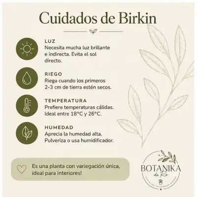 Planta de interior Philodendron Birkin en maceta - miniatura 4