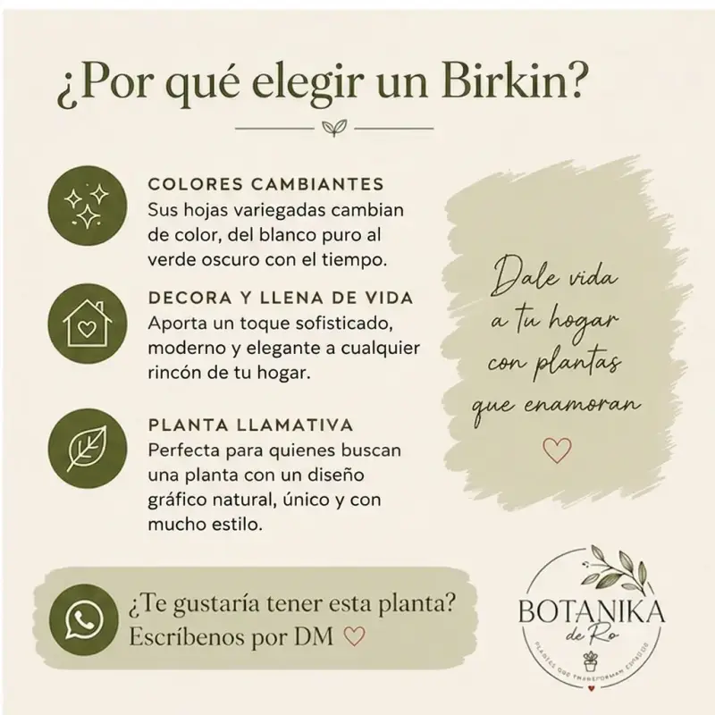 Planta de interior Philodendron Birkin en maceta - 5