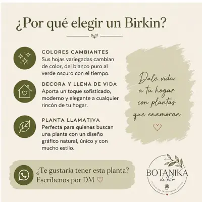 Planta de interior Philodendron Birkin en maceta - miniatura 5