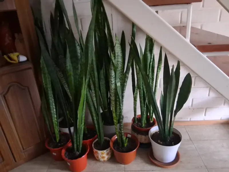 Plantas Sansevieria en macetas decorativas