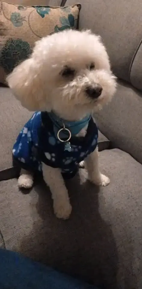 Abrigo para perro pequeño azul con diseño de huellas - 1