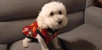 Abrigo para perro pequeño azul con diseño de huellas - miniatura 2
