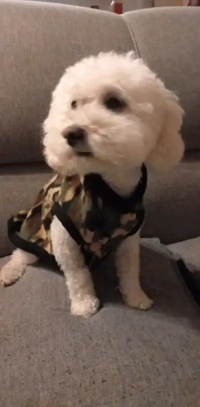 Abrigo para perro pequeño azul con diseño de huellas - miniatura 3
