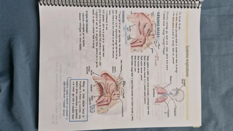 Libro de Apuntes de Histología y Anatomía (morfo) - 2