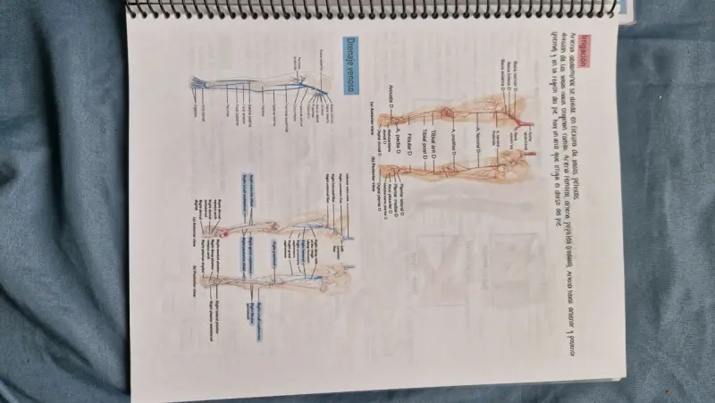 Libro de Apuntes de Histología y Anatomía (morfo) - 4
