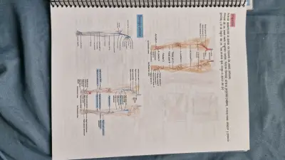 Libro de Apuntes de Histología y Anatomía (morfo) - miniatura 4