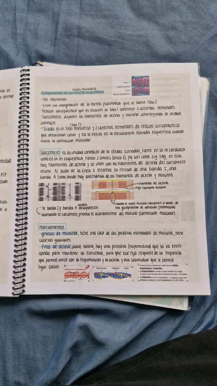Libro de Apuntes de Histología y Anatomía (morfo) - 6