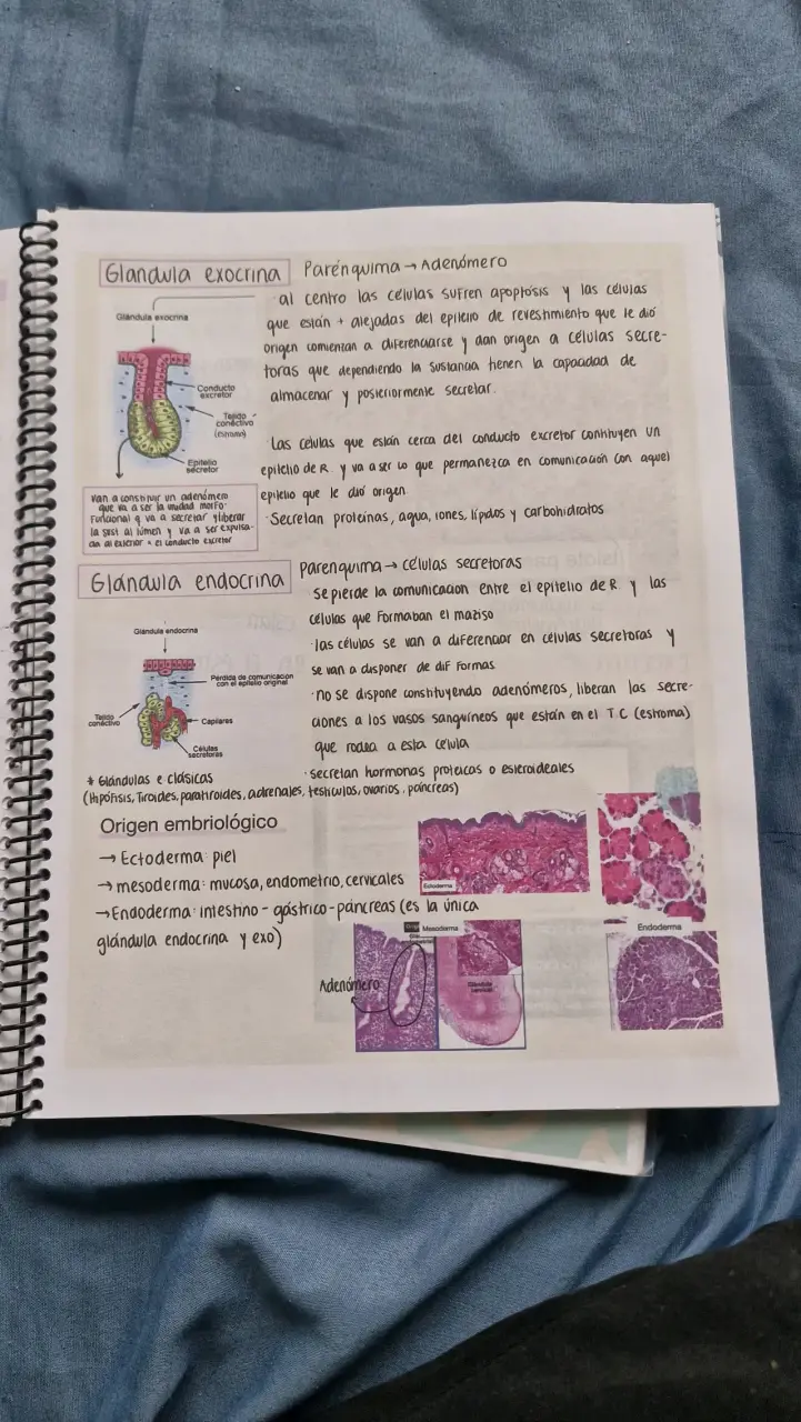 Libro de Apuntes de Histología y Anatomía (morfo) - 7
