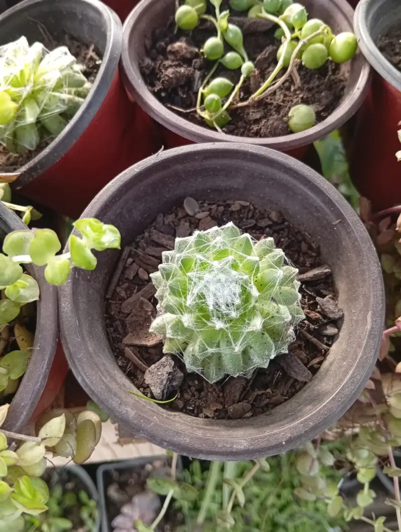 Suculenta Sempervivum en Maceta
