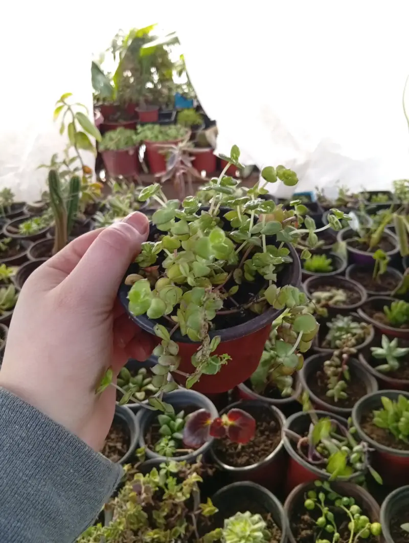 Planta suculenta en maceta