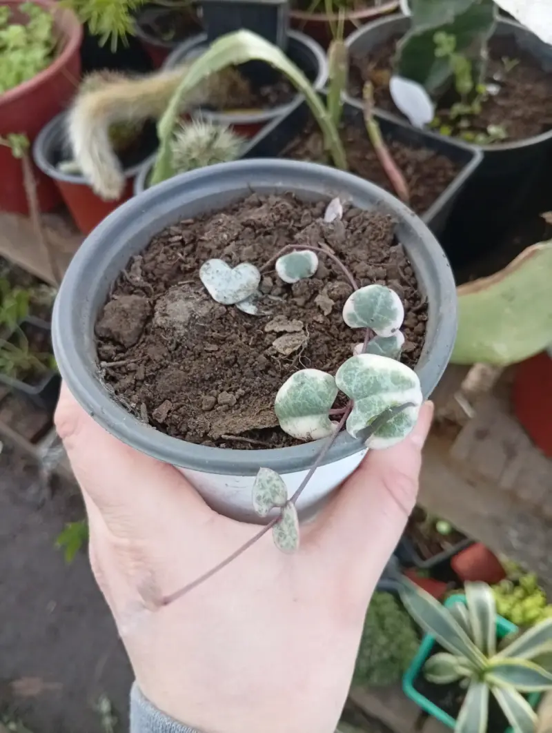 Planta Ceropegia Woodii en Maceta