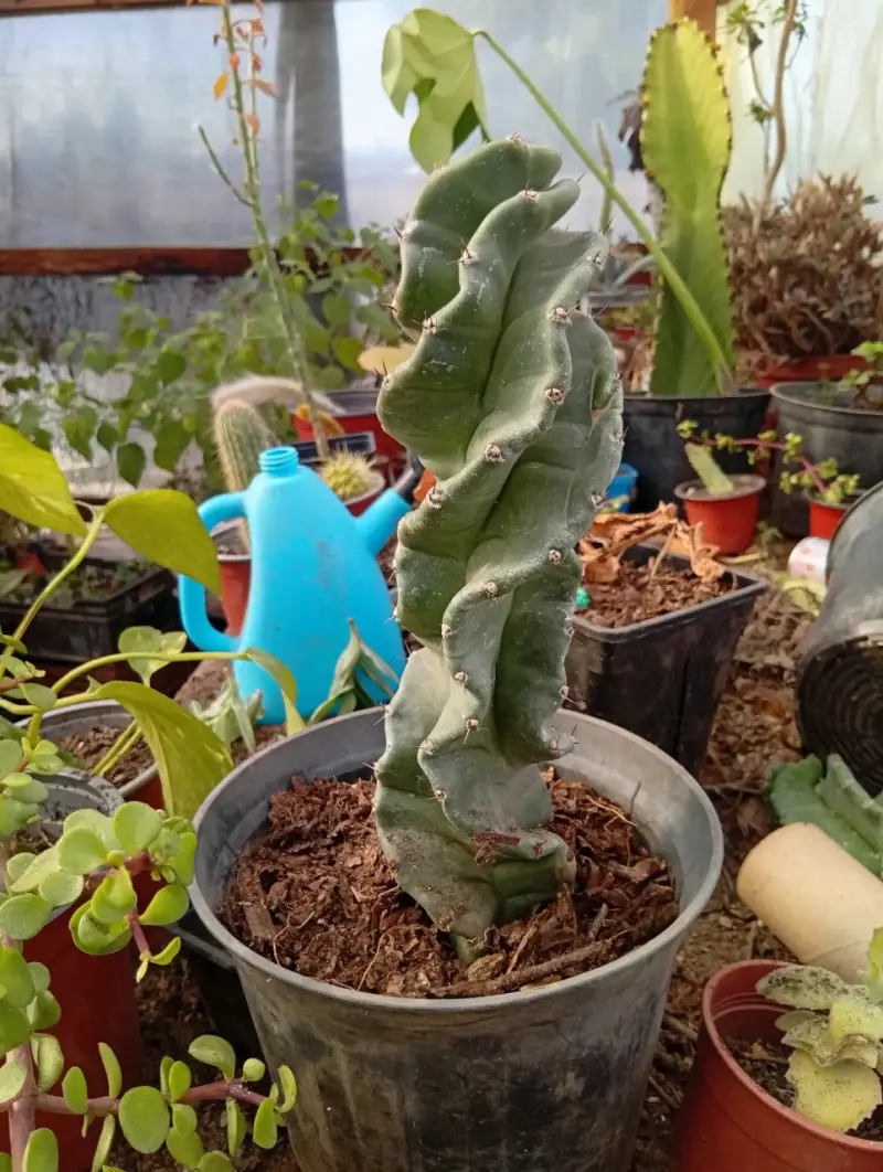 Cactus espiral en maceta - 1