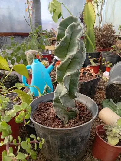 Cactus espiral en maceta - miniatura 2