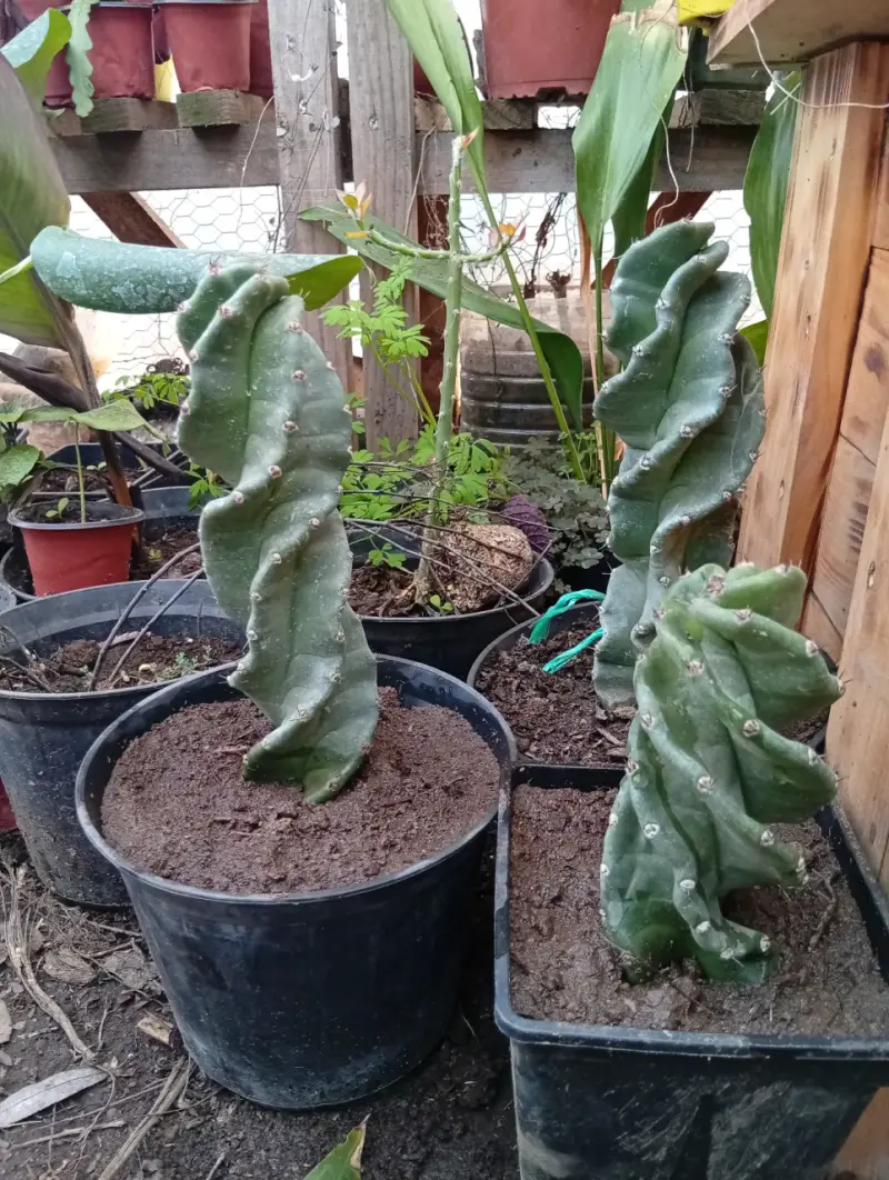 Cactus espiral en maceta - 3