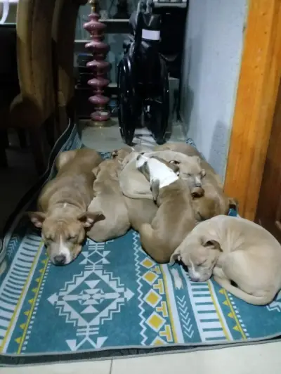 En adopción de una familia amorosa. - miniatura 6