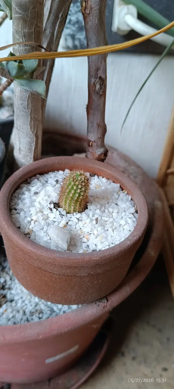 Pequeño cactus en maceta de cerámica - 1