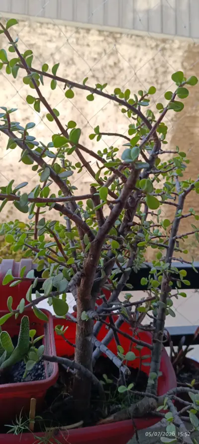 Pequeño cactus en maceta de cerámica - miniatura 2