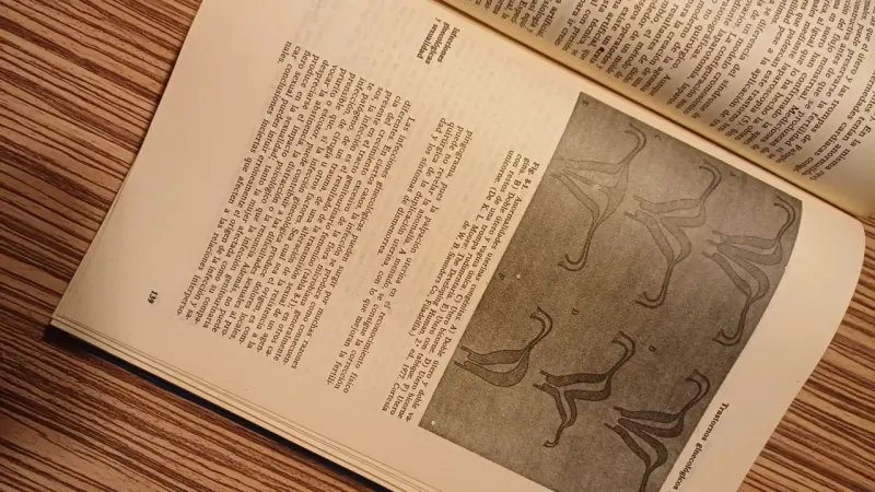 Tratado de Medicina Sexual por Kolodny et al. - 3
