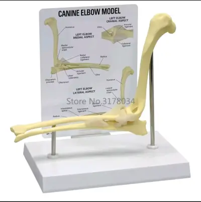 Modelo anatómico de codo canino para estudio - miniatura 1
