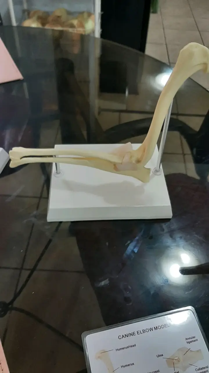 Modelo anatómico de codo canino para estudio - 2