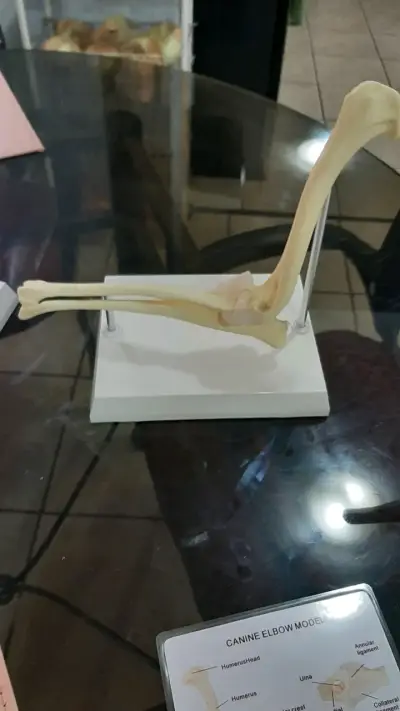 Modelo anatómico de codo canino para estudio - miniatura 2