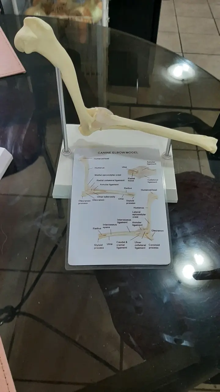 Modelo anatómico de codo canino para estudio - 3