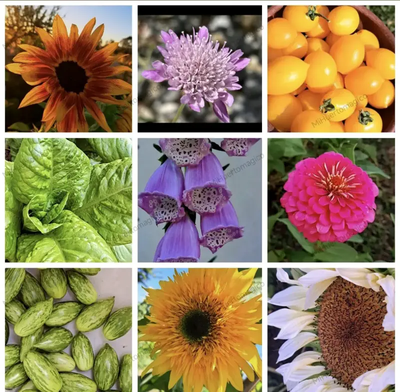 Pack de Semillas de Flores premium