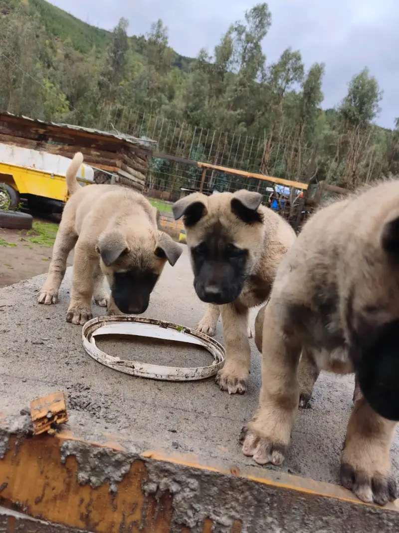 Cachorros de raza grande