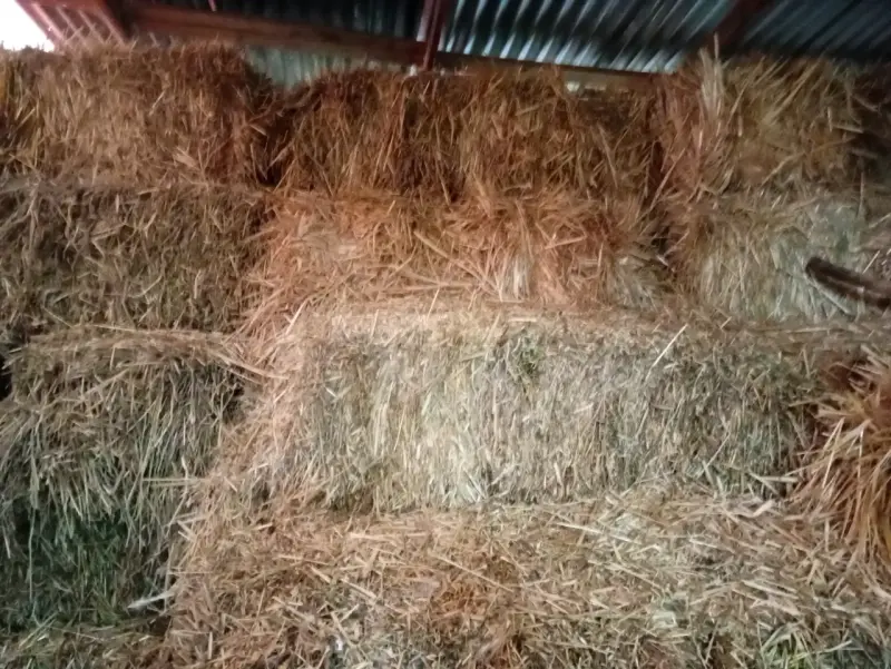 Fardos de trébol para alimentación animal